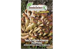 SEEDSSELECT MICELIO PER FUNGHI PIOPPINO BUSTINA GR 25 SEMI SEMENTI