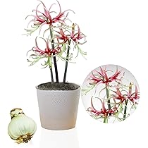 Bulbo Amaryllis Picotee Olandese - Fiore Grande Per Interni | Senza Semi E Non Artificiale - Foto 13