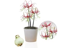 DUTCH BULBS EXCLUSIVE PLANTS FROM HOLLAND Cebolla de Amaryllis Chico, 1 cebolla de flor en formato grande 26/30, Exclusiva, cebollas de flores, plantas y flores de Holanda, Cebollas reales de Hippeastrum