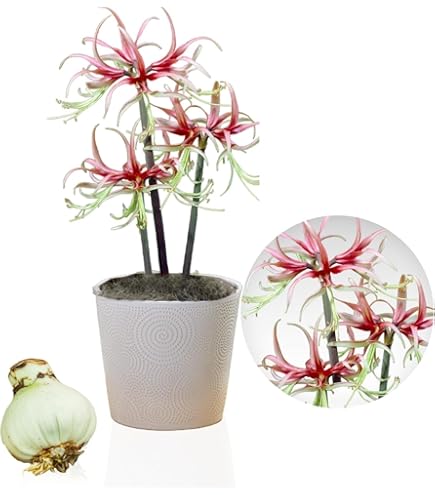 Portal Cool 5 lampadine Blu Lycoris Radiata Spider Lily