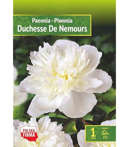 Bulbi Di Gladiolo Joyeuse Entrée - Fiori Gialli Perenni Per Aiuole E Vasi, Confezione Da 7 - Foto 4