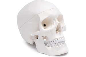 CRANSTEIN SCIENTIFIC Cranstein A-210 Cráneo anatómico | Estudios y formación médica | Modelo de anatomía del cráneo | modelo de calavera