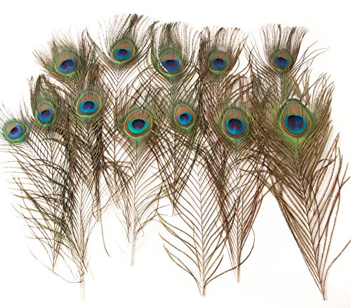 ROSEMARIE SCHULZ® Heidelberg 12 natürliche Pfauenfedern 25-30cm lang – Federn zum Basteln, Schmücken und zur Dekoration - 3