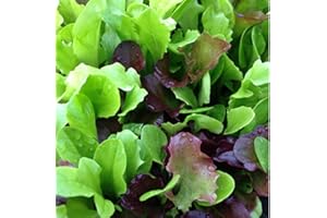 MOOSE SEEDS Lettuce Mixed Lettuce Seeds - Cut & Come Again Salad Leaf - 500 Seeds