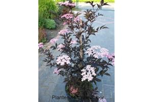 PLANTENWELT schwarzlaubiger Holunder Sambucus nigra Black Lace 80-100 cm hoch Solitär im 12 Liter Pflanzcontainer