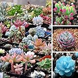 cactus raros para coleccionar Belleza sus balcones,hogar,patio,camino - El mini jardín.