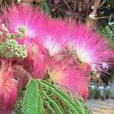20 Acacia Seeds of Constantinople (Albizia Julibrissin) - Pink Flower Ornamental Tree
