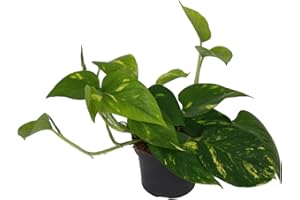 UNSERE-GAERTNEREI-MUELLER Efeutute, Scindapsus, (Epipremnum aureum) Sorte: Aureum, gelb-grünes buntes Blattwerk, rankend, Ampelpflanze, luftreinigend (eine Pflanze im 12cm Topf)