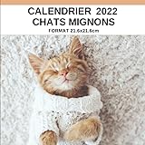 Calendrier 2023 Tu Peux Pas Comprendre T Es Pas Un Chat Amazon.fr - Calendrier 2021 Tu Peux Pas Comprendre, T'es Pas Un Chat ! -  Lemoine, Aurélie, Zabée, Alice - Livres