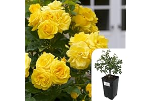 HARRINGTONS ROSES Climbing Rose 'Golden Showers' – Fragrant Yellow Blooms, Hardy & Disease-Resistant – 3L Potted Plant for Outdoor Gardens, Trellises & Arches – Long-Lasting Flowers from May to October – Easy to Grow