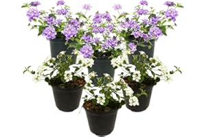 FIORI COMMESTIBILI BIO Lantana Sellowiana (6 PIANTE) - Fiori NON commestibili - Azienda agricola Carmazzi