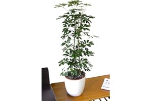 GARDEN MARKET PLACE Indoor Plant -House or Office Plant -Schefflera arborea Nora Green Umbrella Plant 65cm