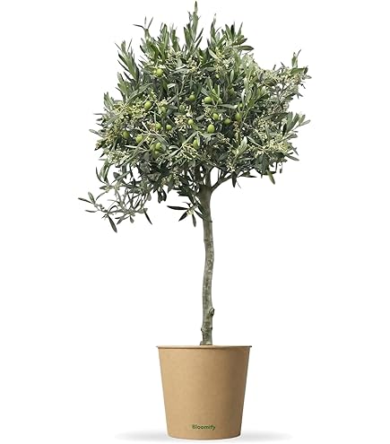 Olivenbaum-Stmmchen 100-120 cm  Mediterraner Olivenbaum fr Garten,  Balkon & Terrasse  Winterhart, Immergrn & Pflegeleicht : Amazon.de: Garten