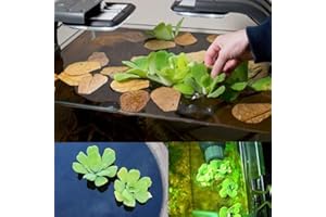 50 Pcs Dichondra Pistia Graines Jardin Étang Plantes Piscine Aquarium Réservoir Décoration Graines de Pistia