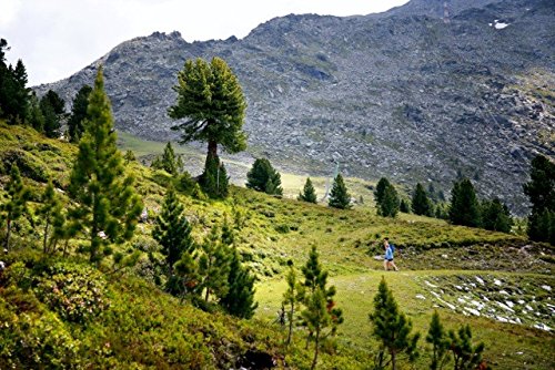 Original Tiroler ZirbenKissen - 6