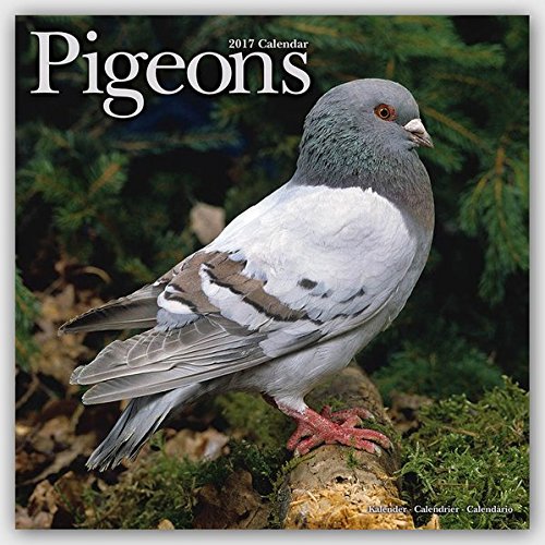 Download PIGEONS Calendar 2017 Download PIGEONS Calendar 2017