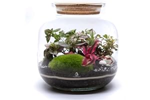 TROPICAL GLASS DIY Closed Terrarium Kit with 4 Live Plants & Bun Moss (H: 25cm) – Large Glass Jar Indoor Garden Set with Cork Lid – Self-Sustaining Ecosystem with Soil Layers & Guide, Creative Gift for Home & Office