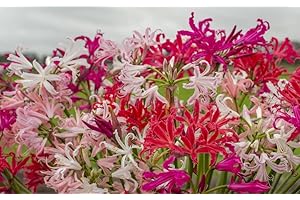 SEEDS ZONE Nerine Breeders Mixed Bulbs, Garden Plant- Hardy Flowering Bulb - Flowering Garden Plant Bulbs - Easy to Grow Your Own Outdoor Garden Flower Plants 5X Bulbs