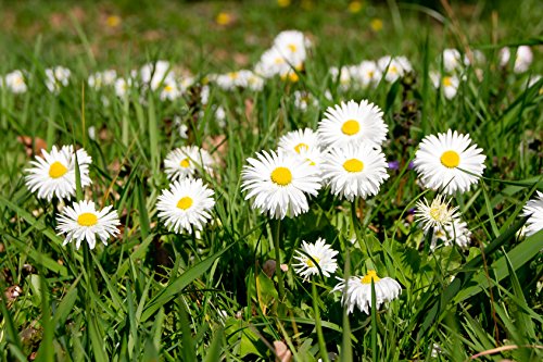 Gänseblümchen Bellis perennis 800 Samen