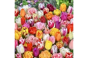 WOODLAND BULBS 30 x Tulip Bulbs - Surprise Mixed Tulips Varieties Collection - Tulips Bulbs for Gardens - Spring Flowering Bulbs - Ready to Plant - Bulbs Size 10/11 - (Free P&P)