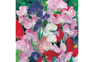 DAMAVAND PRO Sweet Pea Flower Seeds Heaven Scent Mixed - Giant Waved Multi Colour 40 Seeds