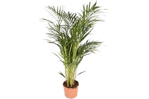 LA DAMA Areca maceta 17cm. - Altura total aprox. 80cm. - Planta viva - (Envío sólo a Península)