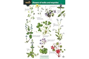 Flowers of Walks and Waysides: OP176 (WildID)