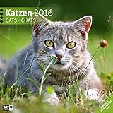 Katzen 30 x 30 cm 2016 by