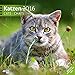 Katzen 30 x 30 cm 2016 by