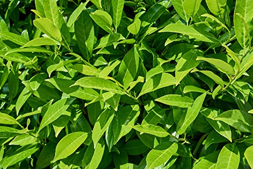 Kirschlorbeer im Topf/Container Größe 80 bis 100 cm - 2