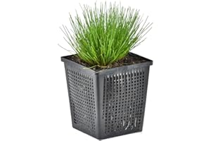 Bloomique - Scirpus cernuus - Junco cabello/grama aguja - Plantas de estanque - Acuáticas - Resistente al frío - Altura 10-20 cm - Maceta 11 cm