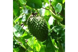 Haloppe 30/60 Pz Annona Muricata Semi di Frutta per Piantare Giardino Domestico, Annona Muricata Semi Guanabana Frutta Giardino Cortile Fattoria Pianta Bonsai 30 pezzi