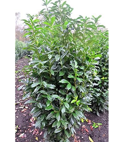 5 x Kirschlorbeer Genolia 120150 cm im Topf | Immergrne Heckenpflanze  schmal & schnellwachsend | winterhart | Sichtschutz Lorbeerkirsche sofort  pflanzbar : Amazon.de: Garten