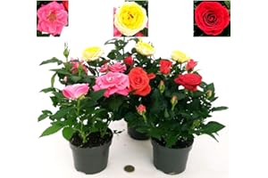 POWERS TO FLOWERS - ROSA DA GIARDINO RAMPICANTE e RIFIORENTE, ROSA ROSSA, GIALLA e ROSA, 3 PIANTE, Piante Vere