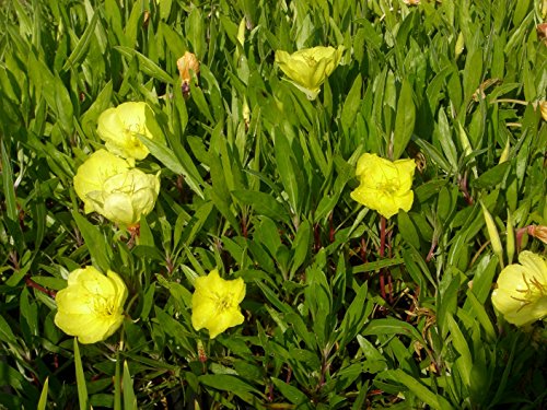 Oenothera missouriensis – Nachtkerze, 3 Pflanzen - 3