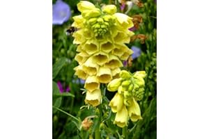 GROW YOUR SECRET GARDEN Fingerhut Gelb 50 Samen, Digitalis Samen
