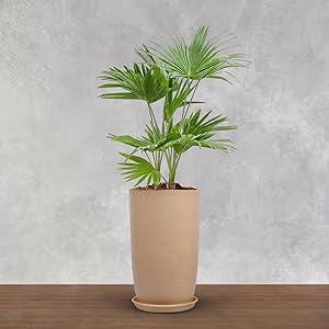 BonKaso 18 inch Beige Flower Pot – Tall, Durable & Lightweight Polymer Tower Planter for Indoor & Outdoor Use: Home, Office, Garden & Balcony (Gamla/Gamale)
