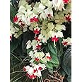 Very Cute Bleeding Heart Vine Flower Lamprocapnos Spectabilis Live Plant Original Variety
