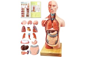 EVOTECH SCIENTIFIC Human Body Model for Kids, 15 Pcs 11 inch High Human Torso Anatomy Model with Heart Head Brain Skeleton Model, Ages 8+, Medical Learning Tool,Preschool and School Education Display