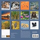 Image de Wild 2016 Wall Calendar: Untamed Animals, Untouched Landscapes