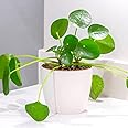 YouGarden Chinese Money Houseplant, Established Pilea peperomioides Indoor Plant in 12cm Pot, Easy to Care for, for Homes and Offices
