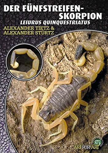 Download Der Fünfstreifen-Skorpion: Leiurus quinquestriatus Download Der Fünfstreifen-Skorpion: Leiurus quinquestriatus