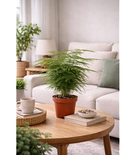 Asparagus meyeri - Fuchsschwanz Farn - Gesamthhe 40-50cm - Topf  18cm :  Amazon.de: Garten