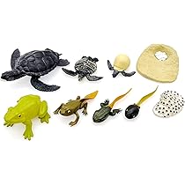 RiToEasysports Kit De Juguete De Rana Renacuajo, Modelo De Ciclo De Crecimiento De Ranidae, Animal De Simulación En Miniatura Para Niños Para Ayudas Educativas Tempranas, Juguete De Estatua De