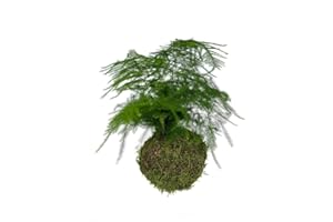 GARDEN CENTER SHOP BY VM Pianta naturale KOKEDAMA ASPARRAGUS ciondolo