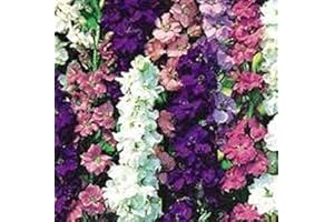 PREMIER SEEDS DIRECT - Delphinium - Larkspur - Giant Imperial Mix - 500 Seeds