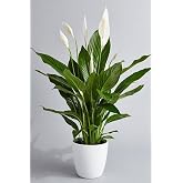 Live Potted Spatifilium Flower (Peace Sailing Flower)-Indoor,Home&Office Plant,TYBR4A7MKQQHJFO11