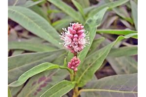 H2O-PFLANZE Wasserknöterich - Polygonum amphibium | Unterwasserpflanze | Teichpflanze | Wasserreinigend | Bienenfreundlich