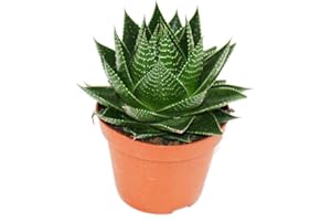 exotenherz - Aloe Cosmo - Aloe sphérique - Pot de 12 cm - Plante d'intérieur succulente