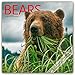 Produktbild Bears - Bären 2019 - 16-Monatskalender: Original BrownTrout/Wyman Publishing-Kalender [Mehrsprachig] [Kalender] (Wall-Kalender)
